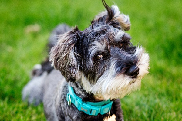 Miniature Schnauzer
