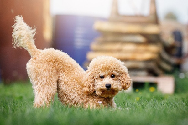 Poodle
