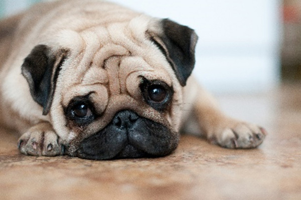 Pug